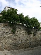 Higueras colgantes. San Martn de la Vega del Alberche, vila